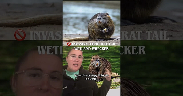 Beaver Vs.nutria