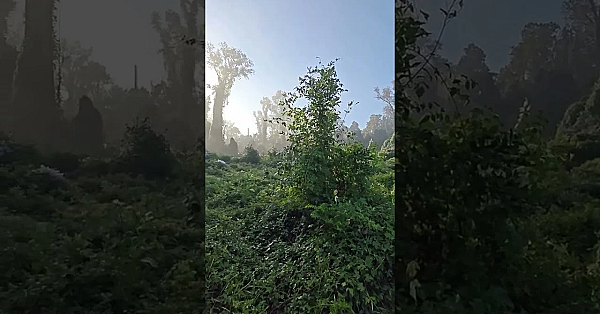 Stephen F. Austin State Park #texasstateparks