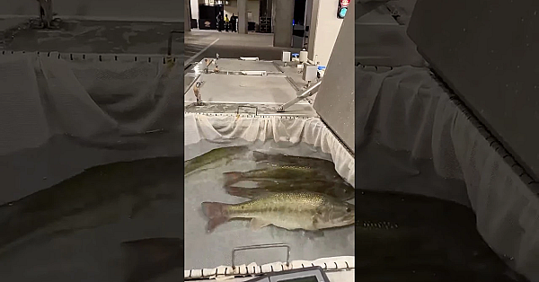 Fish Care At The #bassclassic Super Bowl Of Bass Fishing #largemouthbass #bassmasterclassic