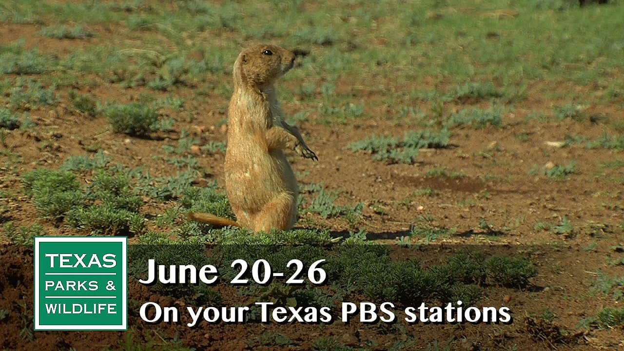 Pbs Preview - Wildlife In The Lone Star State - #2911