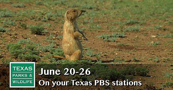 Pbs Preview - Wildlife In The Lone Star State - #2911
