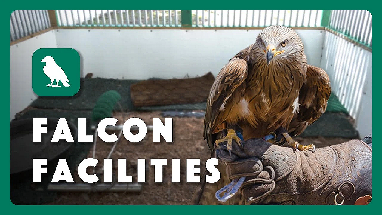 Requirements For Falconry Facilities In Texas