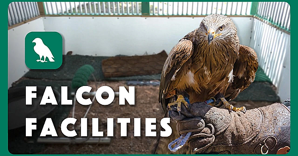 Requirements For Falconry Facilities In Texas