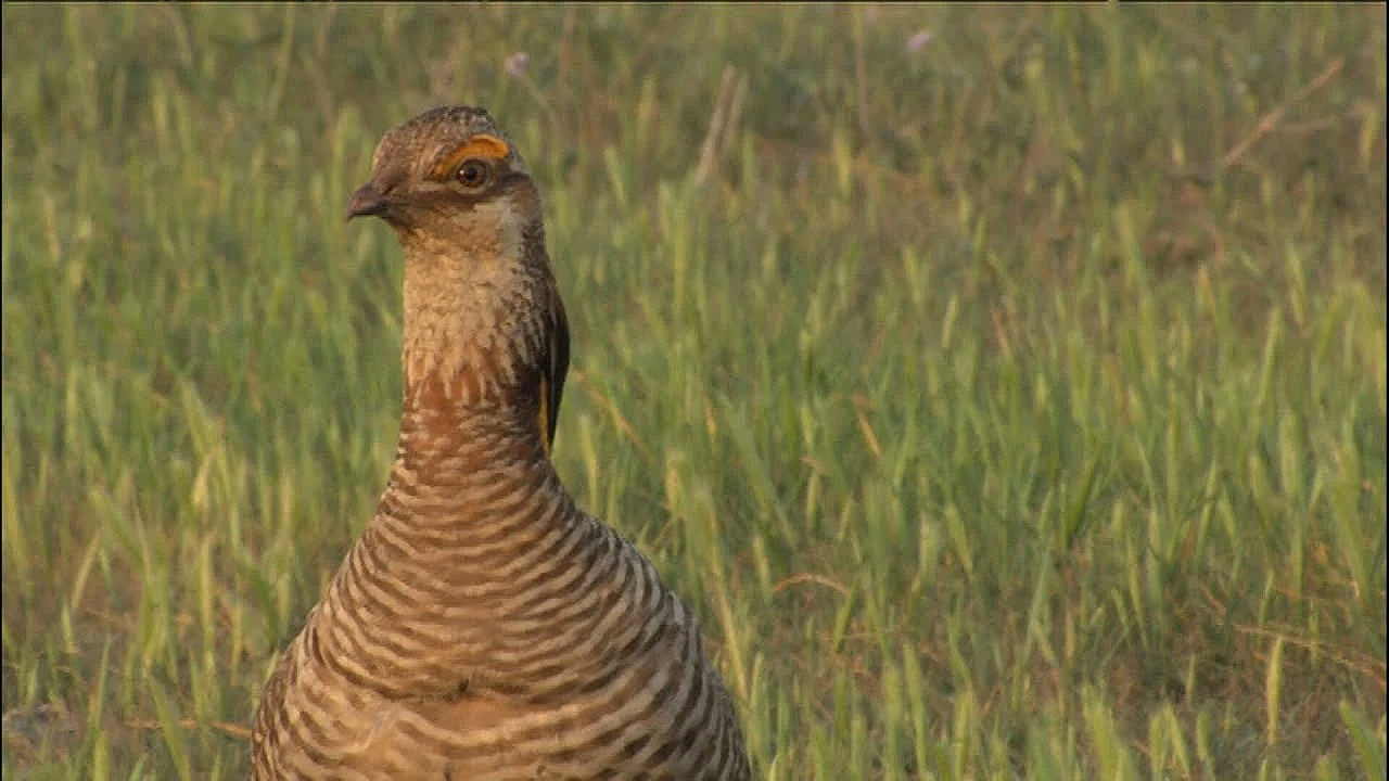 Attwater's Prairie Chicken Decline, The Last Dance - Texas Parks &amp; Wildlife [official]
