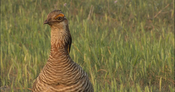 Attwater's Prairie Chicken Decline, The Last Dance - Texas Parks &amp; Wildlife [official]
