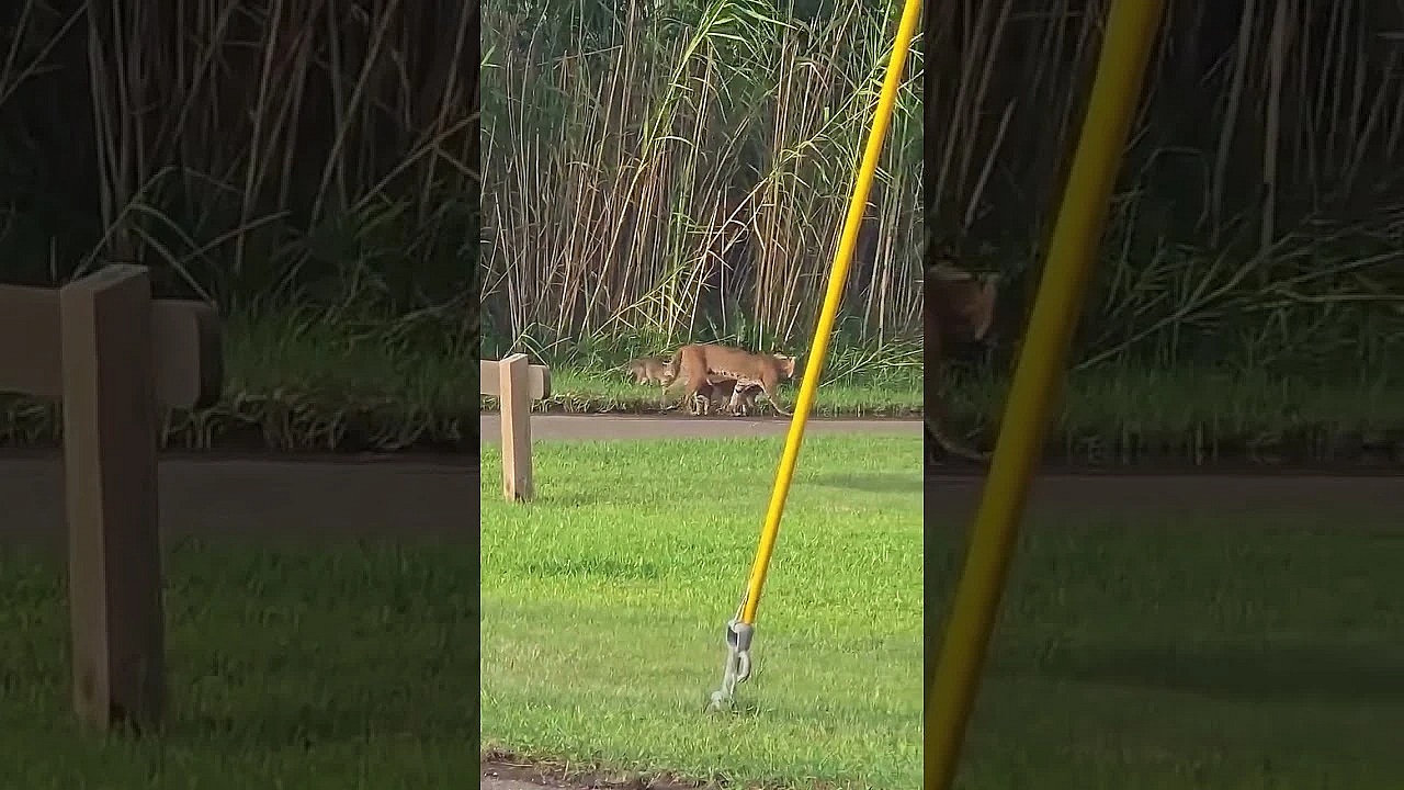 Bobcat Kittens #bobcats #texasstateparks