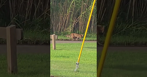 Bobcat Kittens #bobcats #texasstateparks