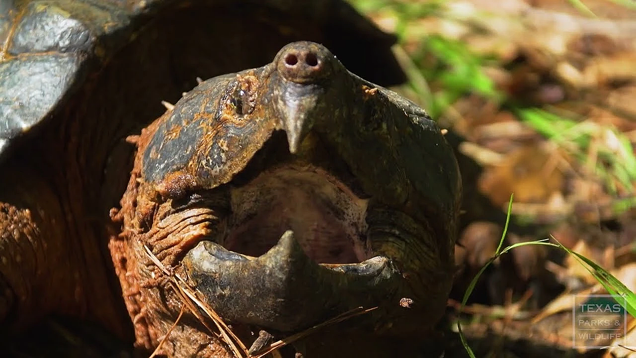 Operation Snap, Saving Alligator Snapping Turtles - Texas Parks And Wildlife [official]
