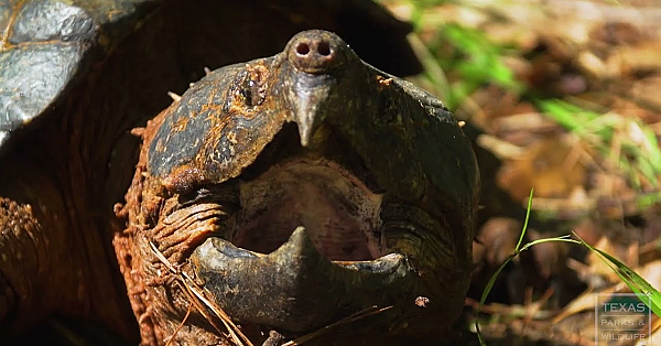 Operation Snap, Saving Alligator Snapping Turtles - Texas Parks And Wildlife [official]