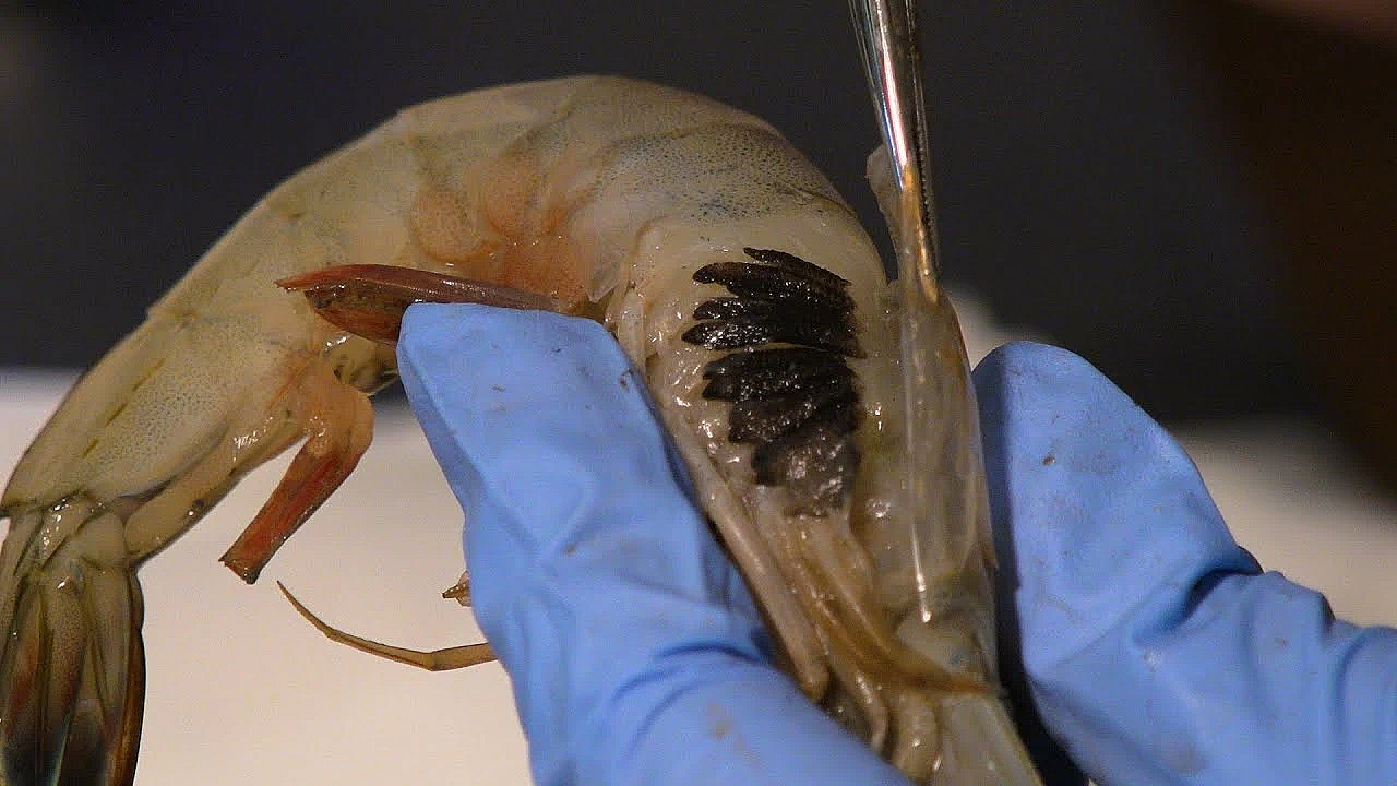 Pbs Show - Shrimp Science, Family Prairie, Big Bend Blooms, #2806