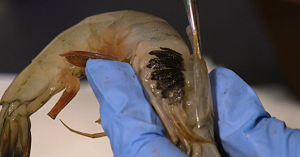 Pbs Show - Shrimp Science, Family Prairie, Big Bend Blooms, #2806