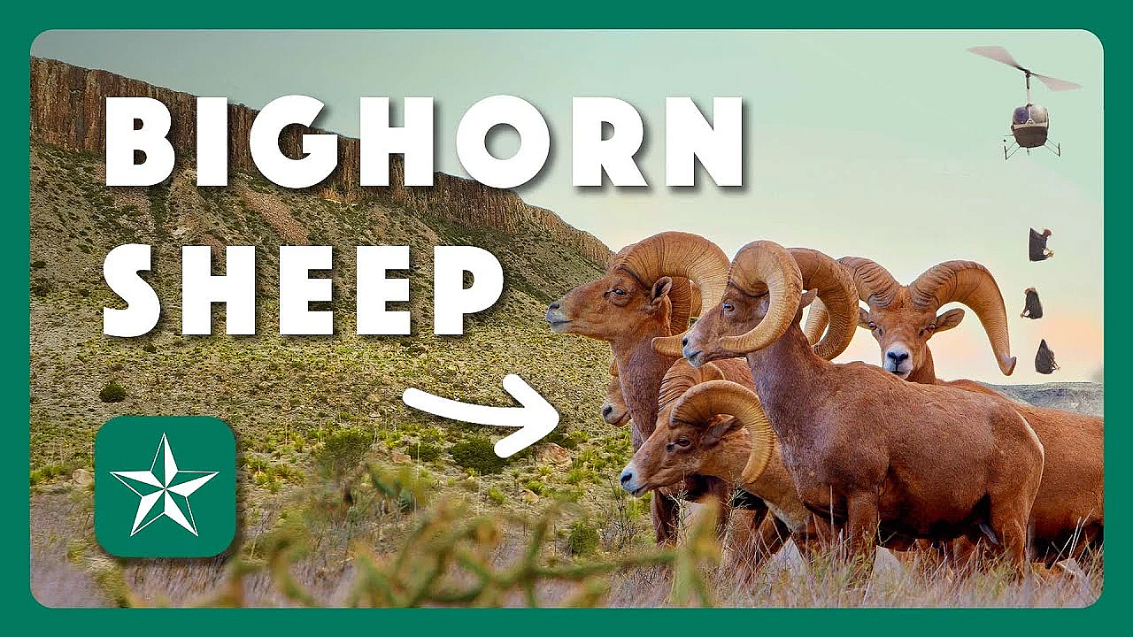 Restoring Texas Bighorn Sheep