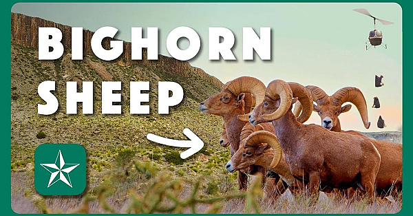 Restoring Texas Bighorn Sheep