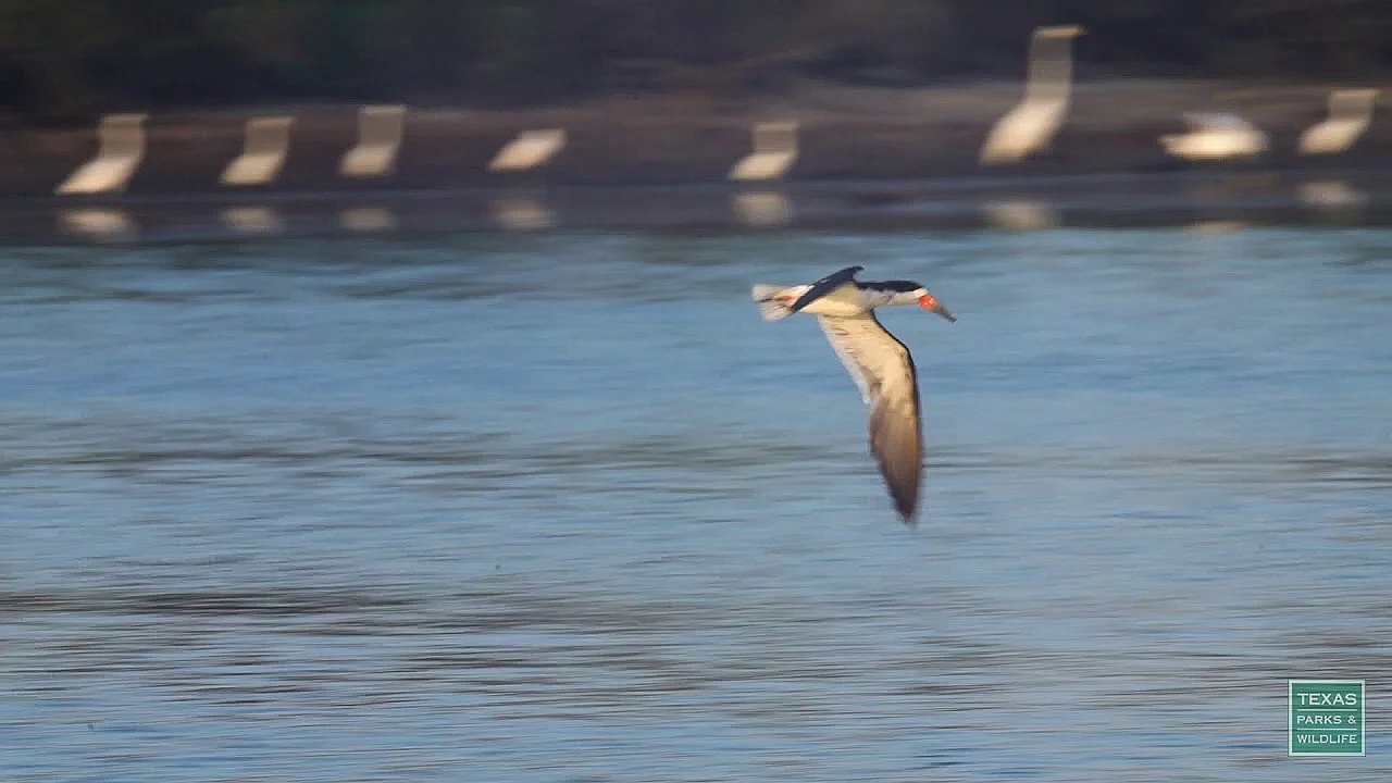 Birds At Breakfast - Postcard From Texas