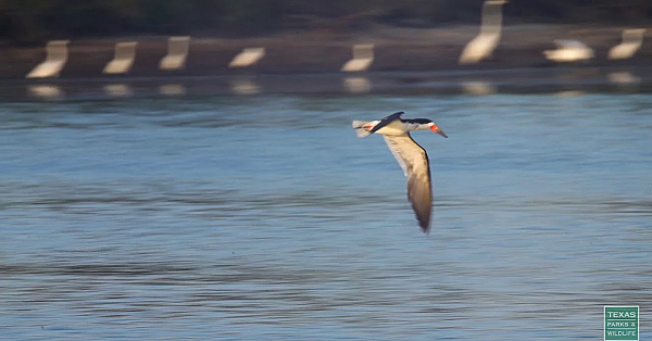 Birds At Breakfast - Postcard From Texas