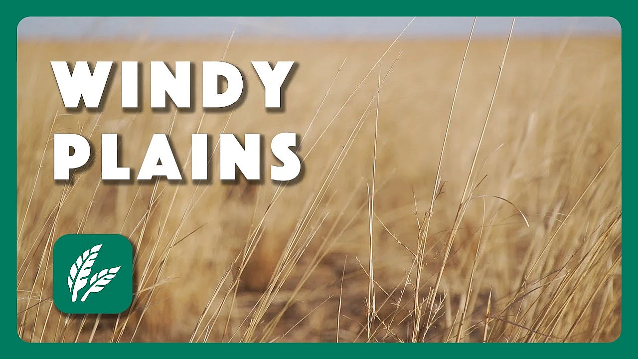 High Winds On The High Plains - Postcard From Texas