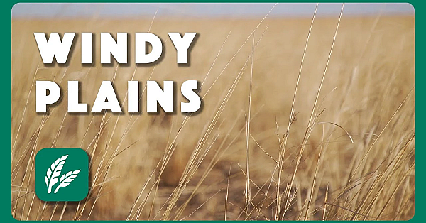 High Winds On The High Plains - Postcard From Texas