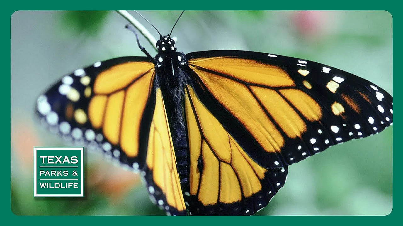 Pbs Preview- Hundred-mile Hike, Wagley Ranch, Monarch Motel