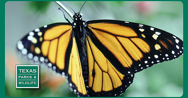 Pbs Preview- Hundred-mile Hike, Wagley Ranch, Monarch Motel