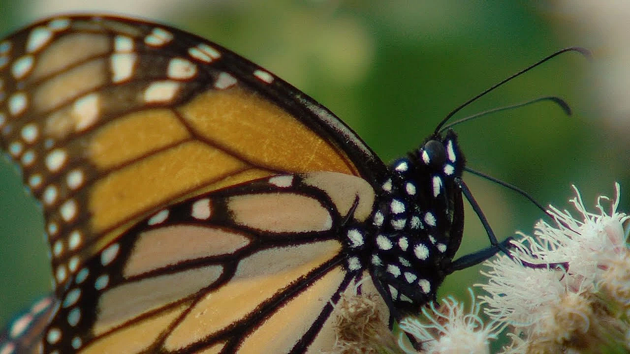 Pbs Show- Crane Science, Cleburne State Park &amp; Butterfly Boosters
