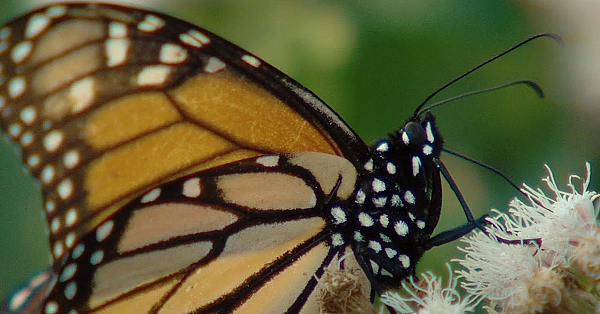 Pbs Show- Crane Science, Cleburne State Park &amp; Butterfly Boosters