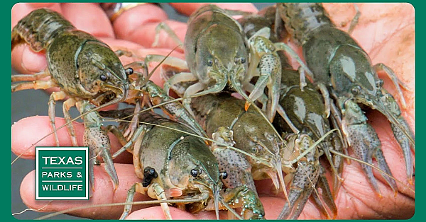 Tpw Trailer - Episode 19, Season 40