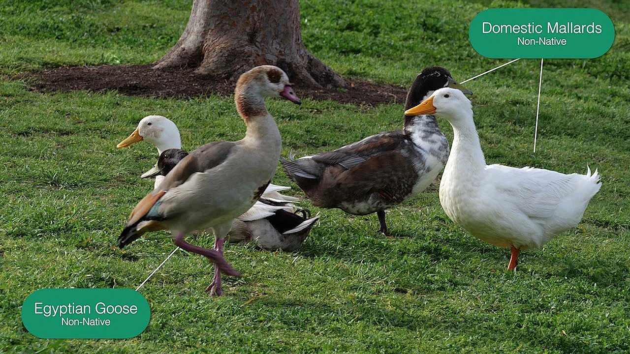 Pond Ducks: Distinguishing Between Native Vs. Non-native Waterfowl