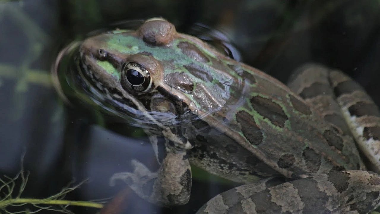 Pbs Show Frog Pond, Bobcats, Mustang Island, #2719