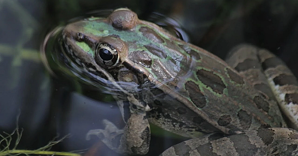 Pbs Show Frog Pond, Bobcats, Mustang Island, #2719
