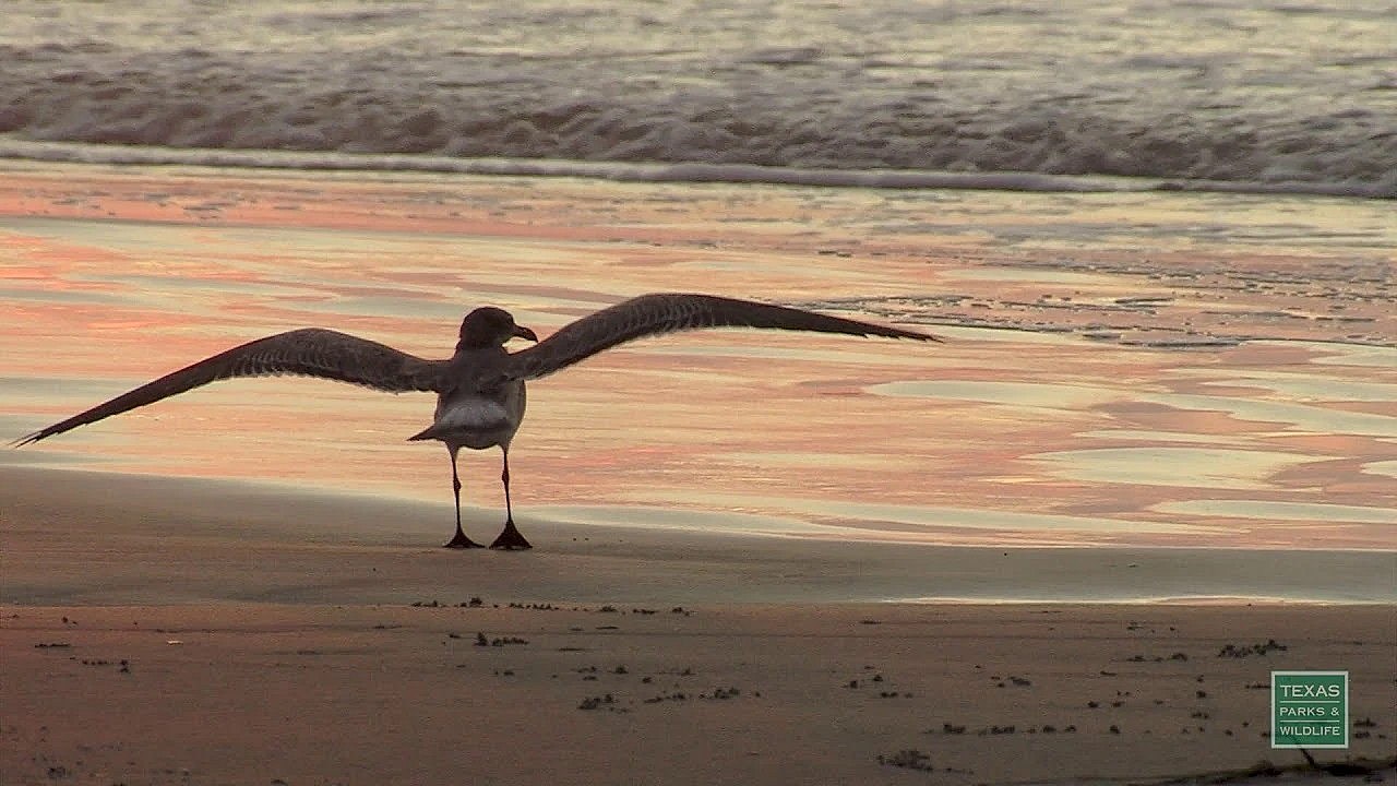 Padre Island Waves - Postcard From Texas