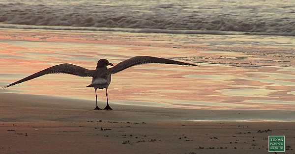 Padre Island Waves - Postcard From Texas