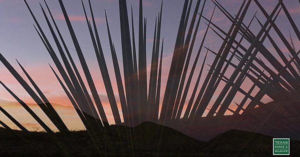 Big Bend, Mountains And Clouds - Postcard From Texas