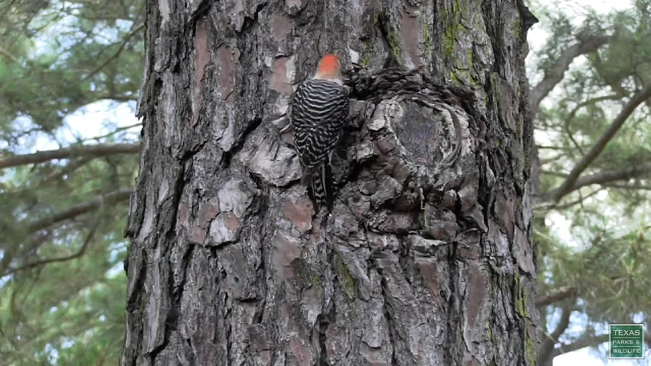 Living On The Edge: When 2 Wildlife Habitats Come Together - Tips From A Wildlife Biologist