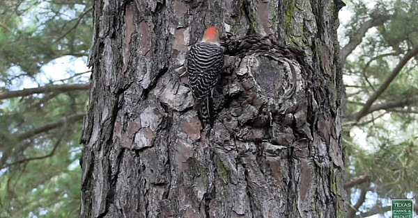 Living On The Edge: When 2 Wildlife Habitats Come Together - Tips From A Wildlife Biologist