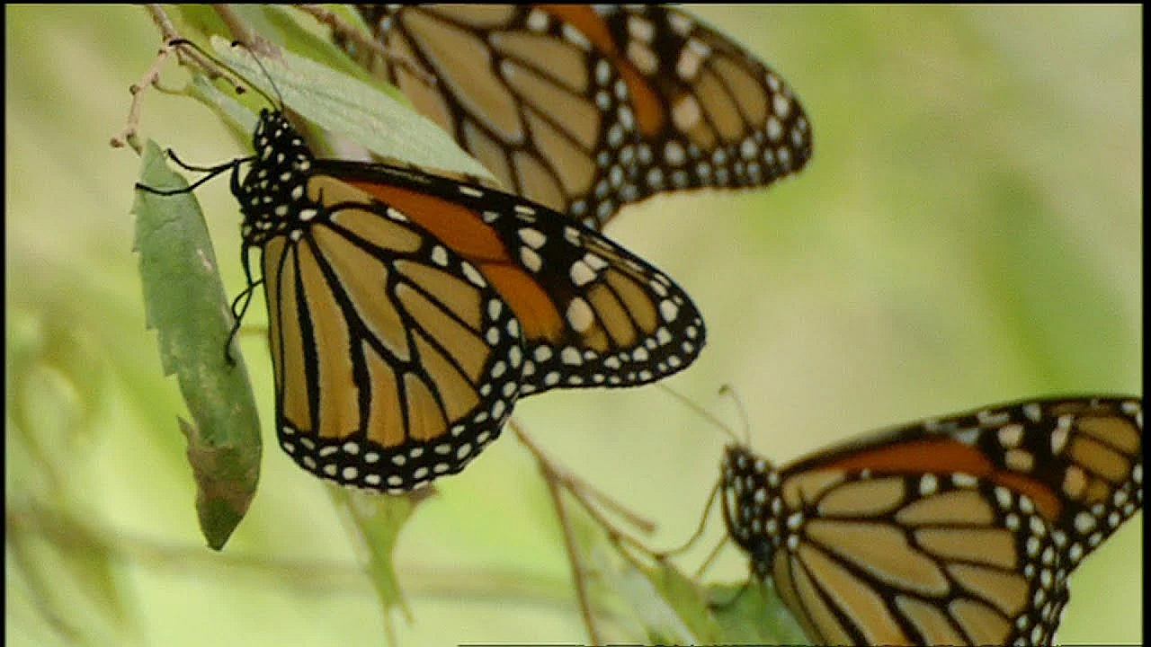 Manchaca Monarchs
