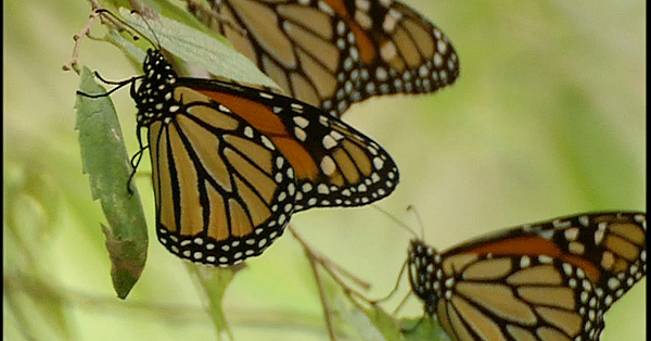 Manchaca Monarchs