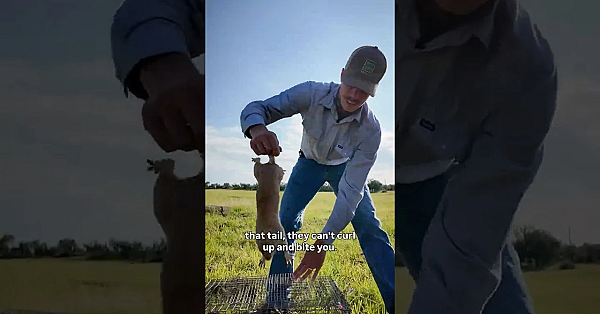 Prairie Dog Restoration #prairiedog