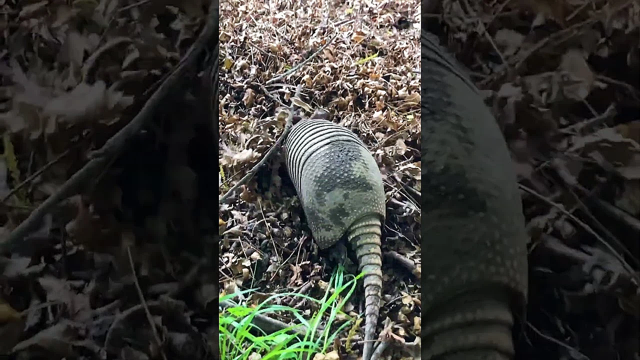 Snuffling For Snacks #armadillo
