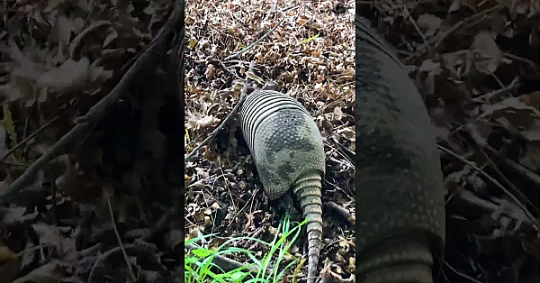 Snuffling For Snacks #armadillo
