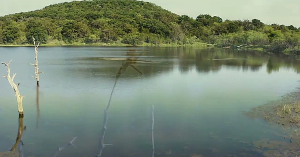 Postcard From Texas: Fawcett Wildlife Management Area