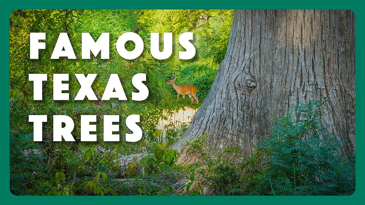 Famous Trees Of Texas State Parks