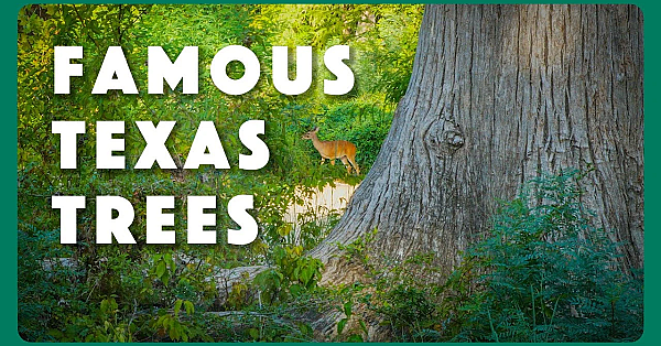 Famous Trees Of Texas State Parks