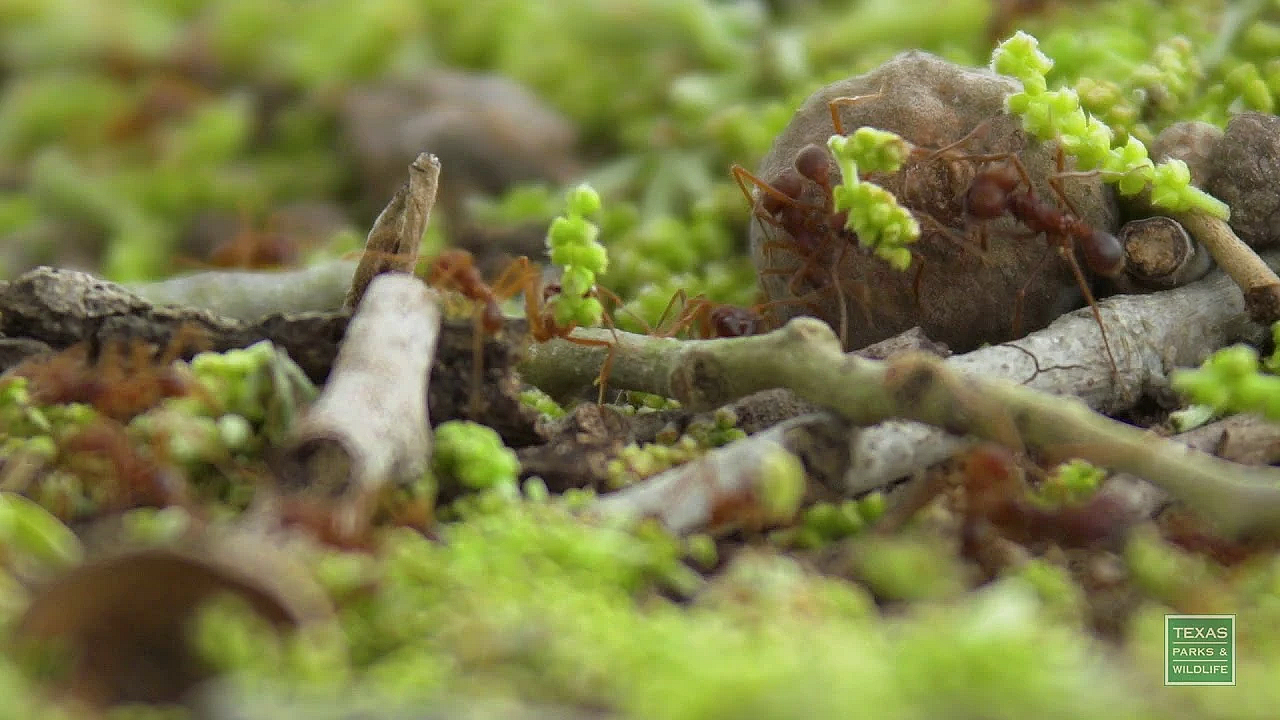 Postcard Leaf Cutter Ants - Postcard From Texas