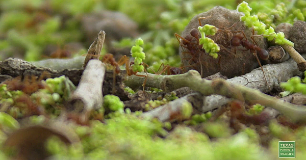 Postcard Leaf Cutter Ants - Postcard From Texas