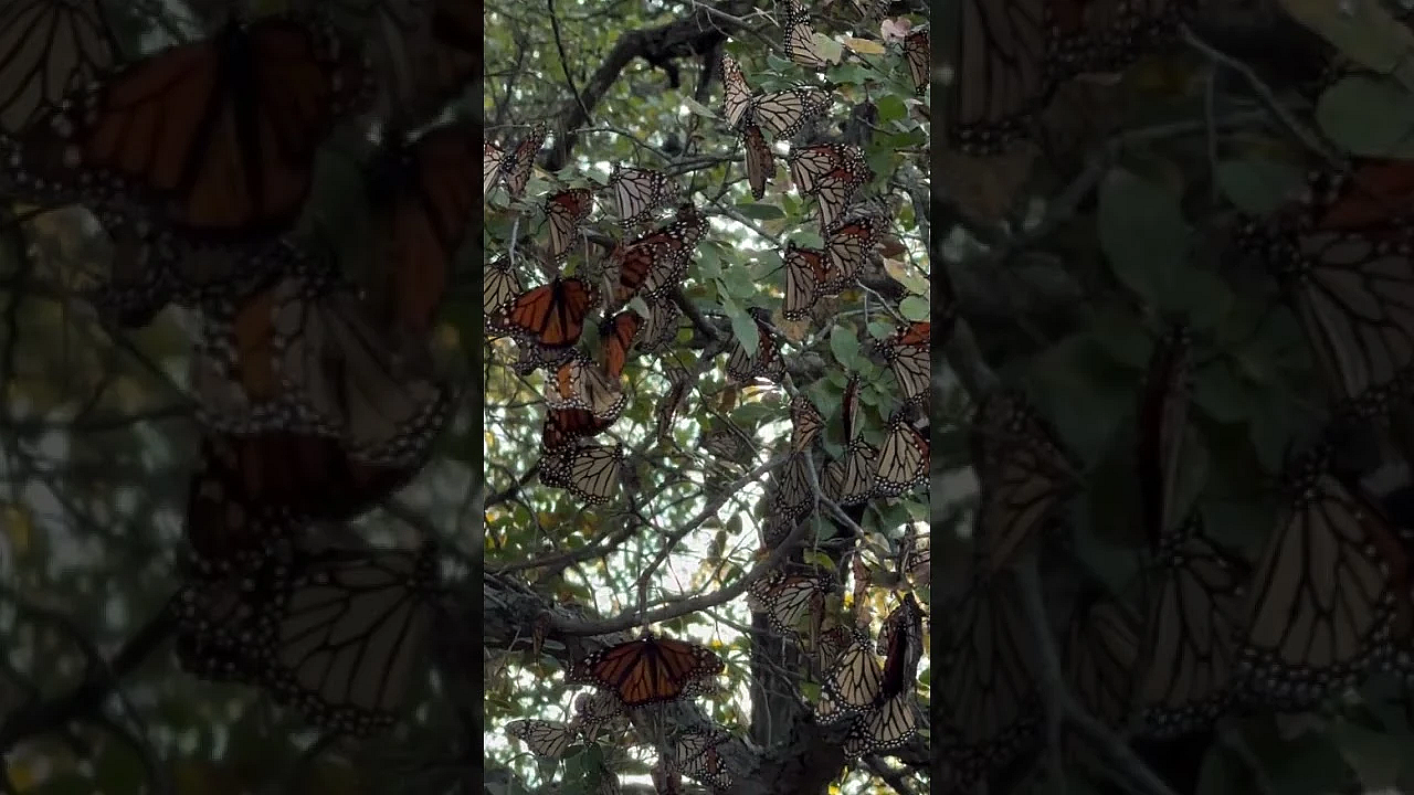 Monarch Butterflies At Enchanted Rock