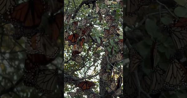 Monarch Butterflies At Enchanted Rock