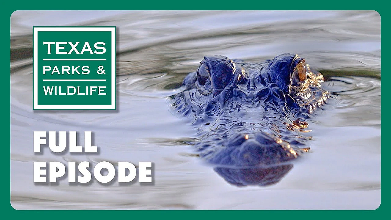 Pbs Show - Alligator Tracking &amp; More