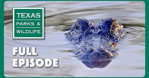 Pbs Show - Alligator Tracking &amp; More