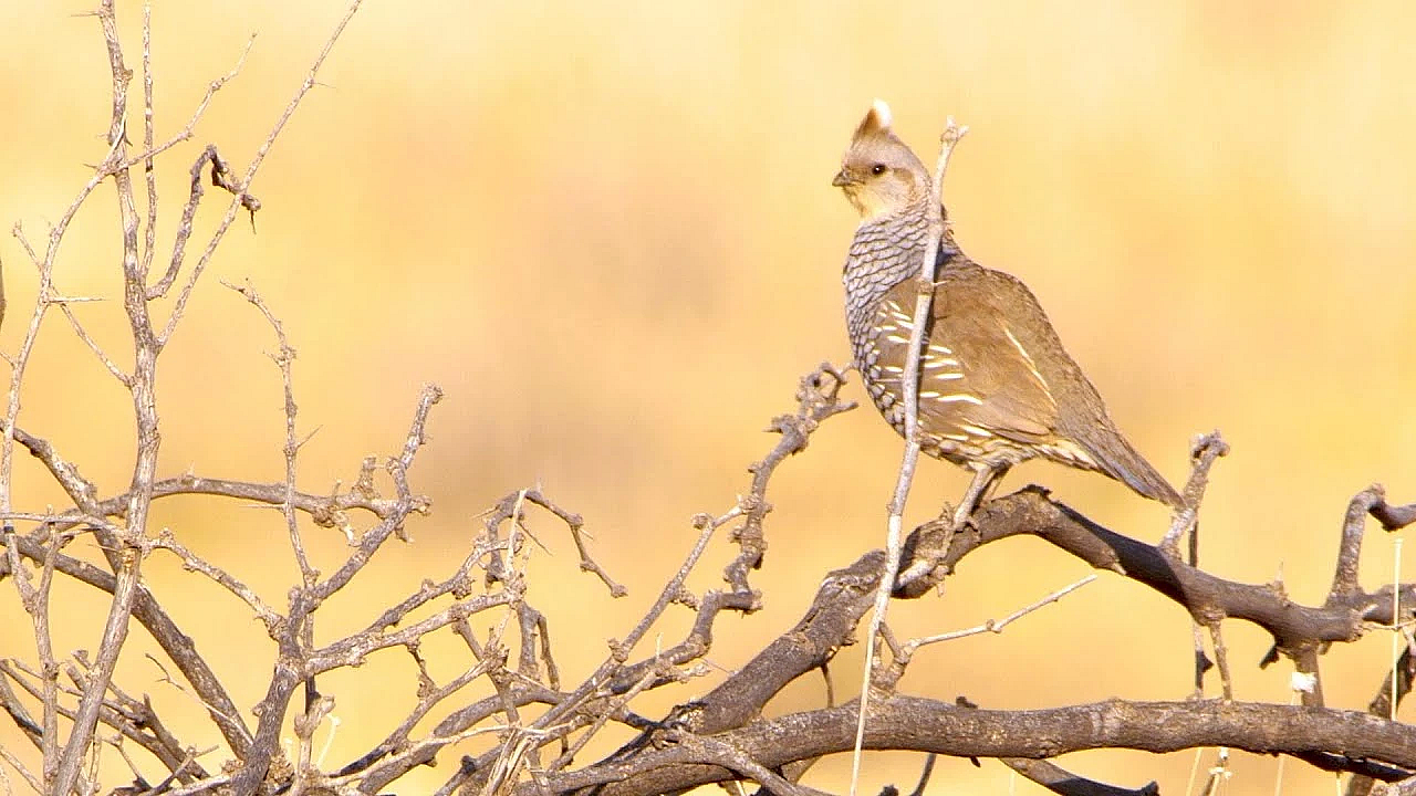 Pbs Show- Feral Pig Cookoff, Quail Ranch &amp; Kickapoo Cavern