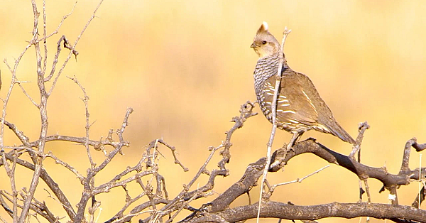 Pbs Show- Feral Pig Cookoff, Quail Ranch &amp; Kickapoo Cavern